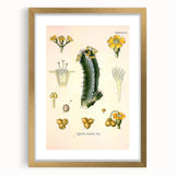 Vintage Botanical Illustration of Cactus Flower Art Print