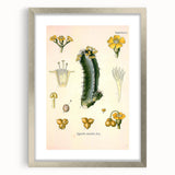 Vintage Botanical Illustration of Cactus Flower Art Print
