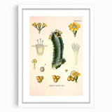Vintage Botanical Illustration of Cactus Flower Art Print