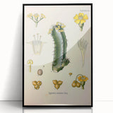 Vintage Botanical Illustration of Cactus Flower Art Print