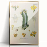 Vintage Botanical Illustration of Cactus Flower Art Print
