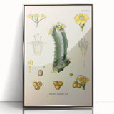 Vintage Botanical Illustration of Cactus Flower Art Print
