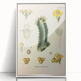 Vintage Botanical Illustration of Cactus Flower Art Print