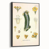 Vintage Botanical Illustration of Cactus Flower Art Print