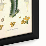 Vintage Botanical Illustration of Cactus Flower Art Print