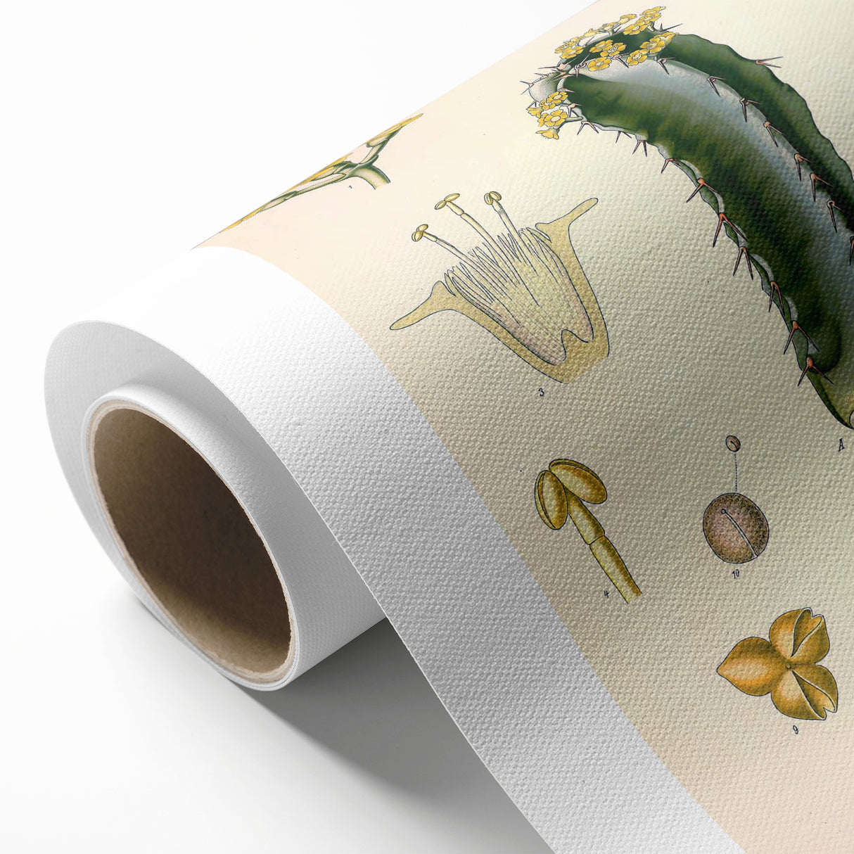 Vintage Botanical Illustration of Cactus Flower Art Print