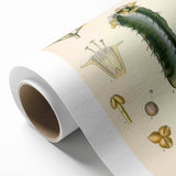 Vintage Botanical Illustration of Cactus Flower Art Print