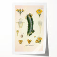 Vintage Botanical Illustration of Cactus Flower Art Print