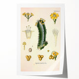 Vintage Botanical Illustration of Cactus Flower Art Print