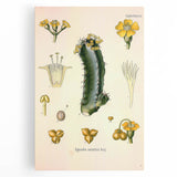 Vintage Botanical Illustration of Cactus Flower Art Print