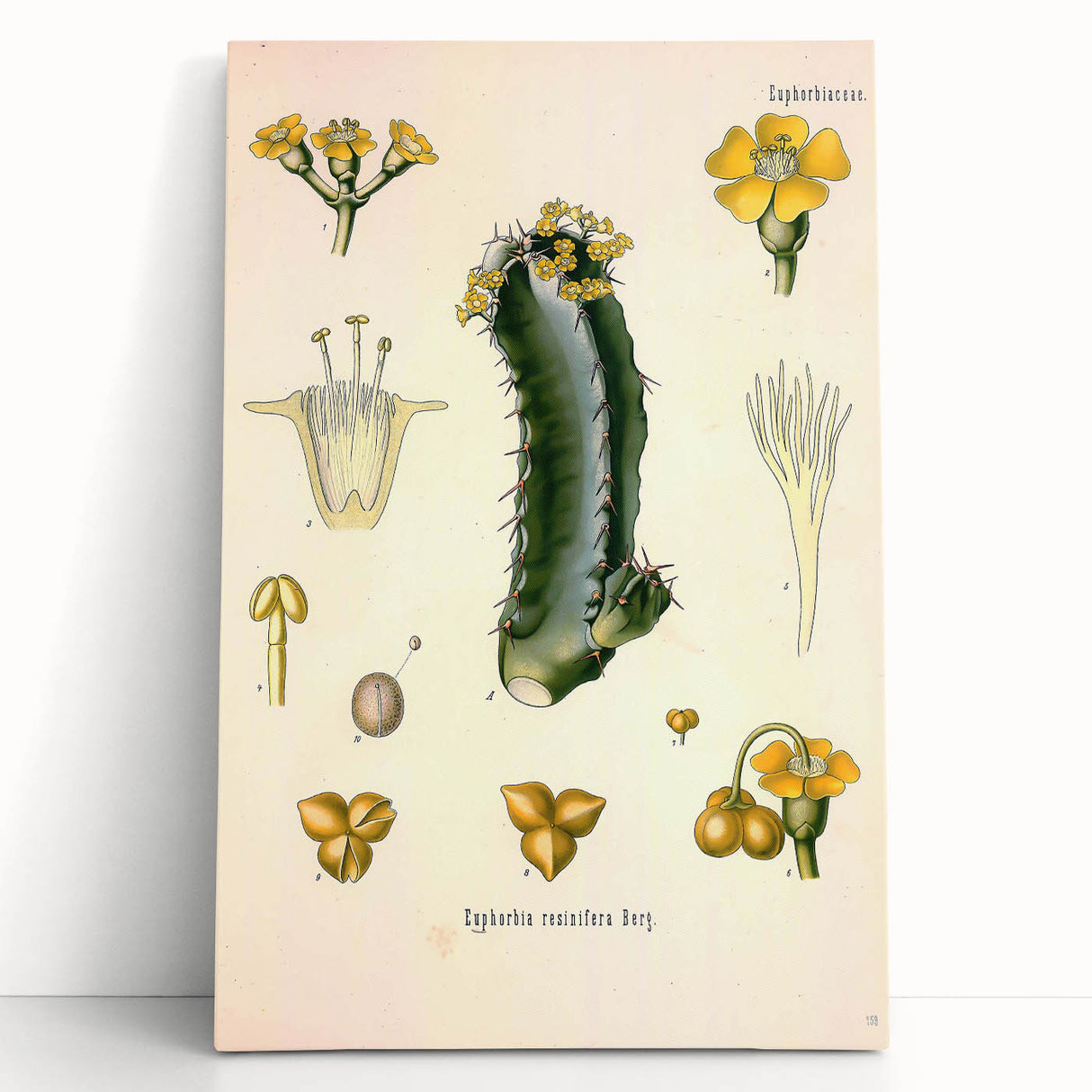 Vintage Botanical Illustration of Cactus Flower Art Print