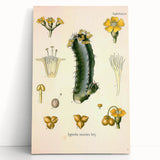 Vintage Botanical Illustration of Cactus Flower Art Print