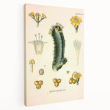 Vintage Botanical Illustration of Cactus Flower Art Print