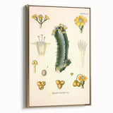 Vintage Botanical Illustration of Cactus Flower Art Print