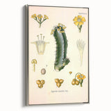 Vintage Botanical Illustration of Cactus Flower Art Print