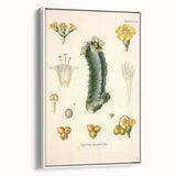 Vintage Botanical Illustration of Cactus Flower Art Print