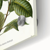 Vintage Botanical Illustration of Urceola Elastica Art Print