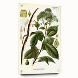 Vintage Botanical Illustration of Urceola Elastica Art Print