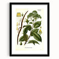 Vintage Botanical Illustration of Urceola Elastica Art Print