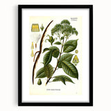 Vintage Botanical Illustration of Urceola Elastica Art Print
