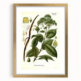Vintage Botanical Illustration of Urceola Elastica Art Print