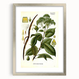 Vintage Botanical Illustration of Urceola Elastica Art Print