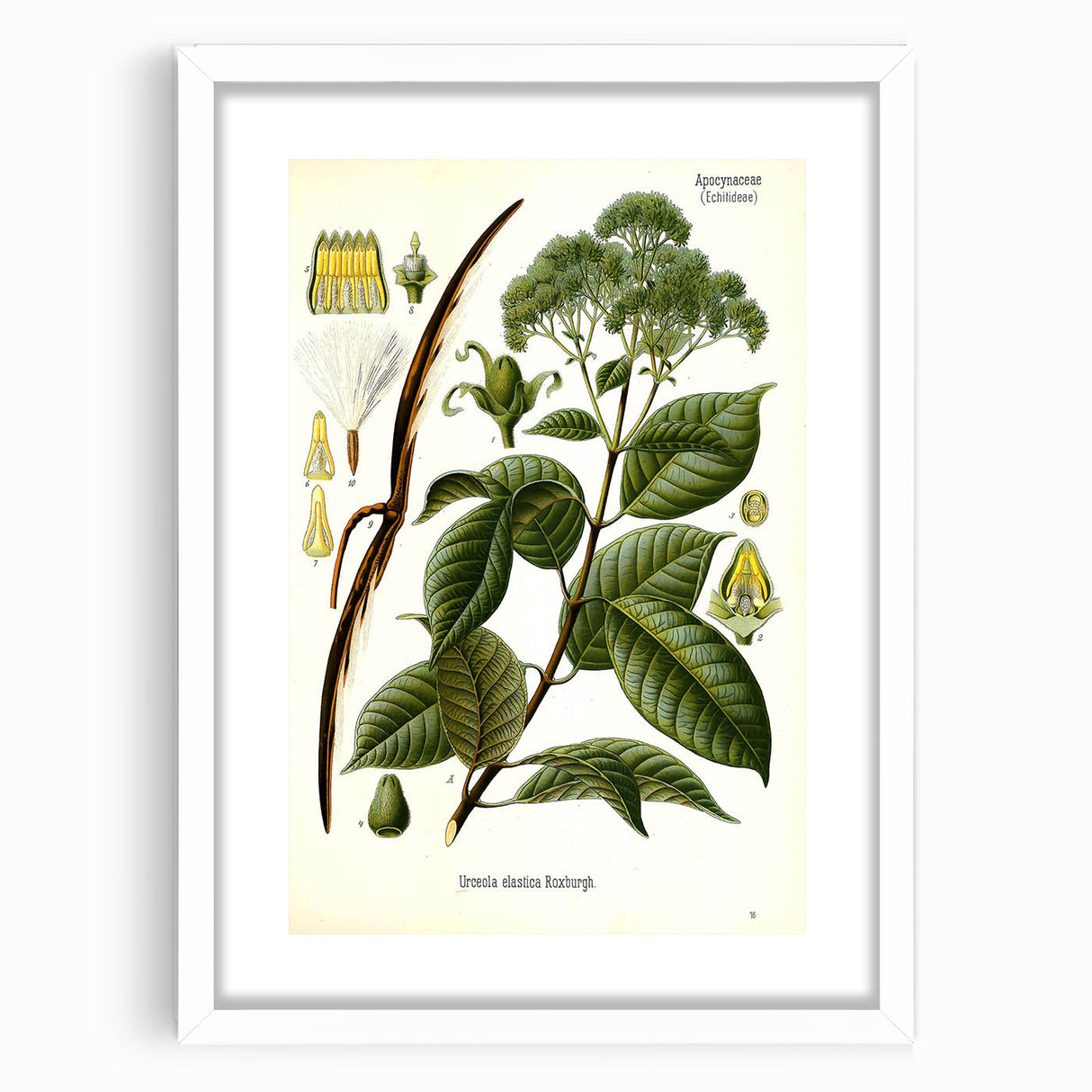 Vintage Botanical Illustration of Urceola Elastica Art Print