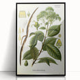 Vintage Botanical Illustration of Urceola Elastica Art Print