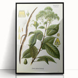 Vintage Botanical Illustration of Urceola Elastica Art Print