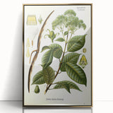 Vintage Botanical Illustration of Urceola Elastica Art Print