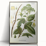 Vintage Botanical Illustration of Urceola Elastica Art Print