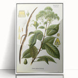 Vintage Botanical Illustration of Urceola Elastica Art Print