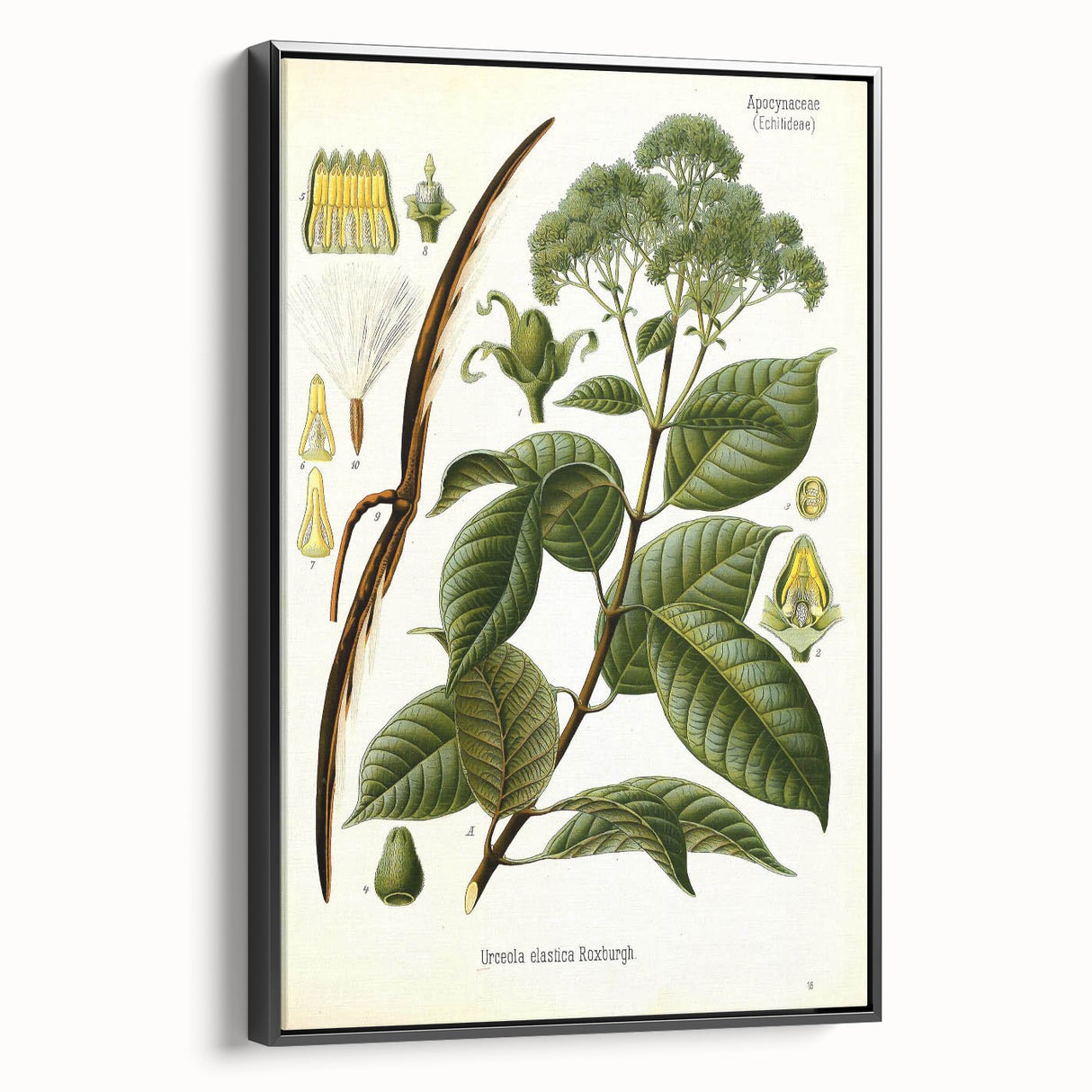 Vintage Botanical Illustration of Urceola Elastica Art Print