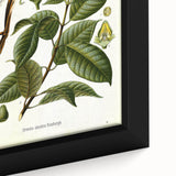 Vintage Botanical Illustration of Urceola Elastica Art Print