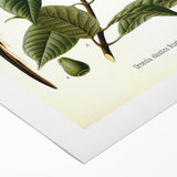 Vintage Botanical Illustration of Urceola Elastica Art Print