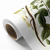 Vintage Botanical Illustration of Urceola Elastica Art Print