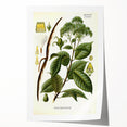 Vintage Botanical Illustration of Urceola Elastica Art Print