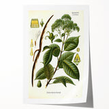 Vintage Botanical Illustration of Urceola Elastica Art Print