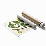 Vintage Botanical Illustration of Urceola Elastica Art Print