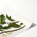 Vintage Botanical Illustration of Urceola Elastica Art Print