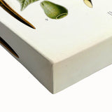 Vintage Botanical Illustration of Urceola Elastica Art Print