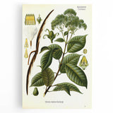 Vintage Botanical Illustration of Urceola Elastica Art Print