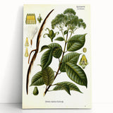 Vintage Botanical Illustration of Urceola Elastica Art Print