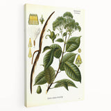 Vintage Botanical Illustration of Urceola Elastica Art Print