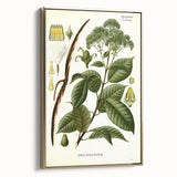 Vintage Botanical Illustration of Urceola Elastica Art Print
