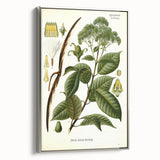 Vintage Botanical Illustration of Urceola Elastica Art Print
