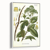Vintage Botanical Illustration of Urceola Elastica Art Print