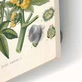 Vintage Botanical Illustration of Ricinus Communis Art Print