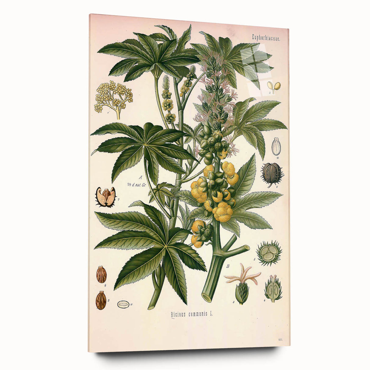 Vintage Botanical Illustration of Ricinus Communis Art Print