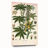 Vintage Botanical Illustration of Ricinus Communis Art Print